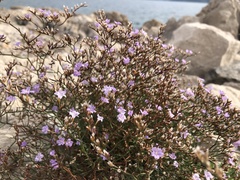 Limonium dictyophorum