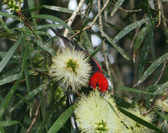 Myzomela sanguinolenta