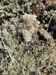 Cladonia arbuscula