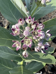 Calotropis