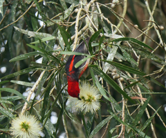 Myzomela sanguinolenta