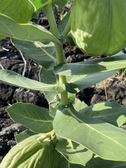 Calotropis