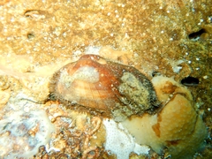 Barbatia barbata
