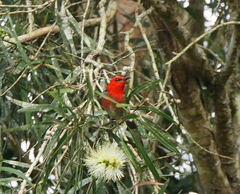 Myzomela sanguinolenta
