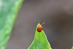 Sphaeroderma testaceum