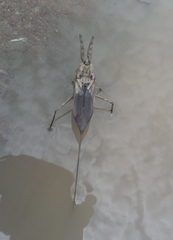 Nepoidea