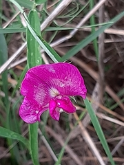 Lathyrus latifolius