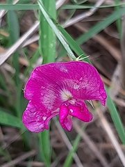 Lathyrus latifolius
