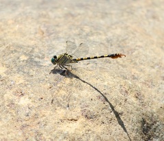 Paragomphus lineatus