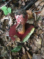 Rubroboletus satanas
