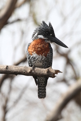 Megaceryle maxima maxima