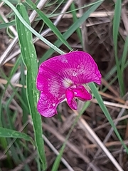 Lathyrus latifolius