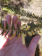 Acacia oxycedrus