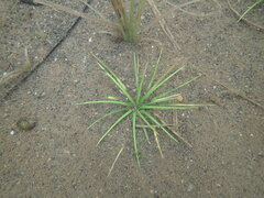 Isoetes maritima