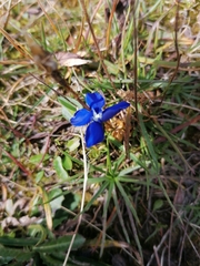 Gentiana