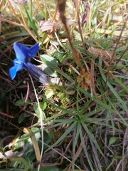 Gentiana