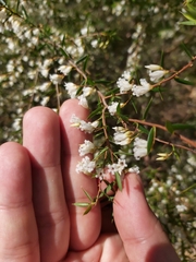 Styphelia setigera