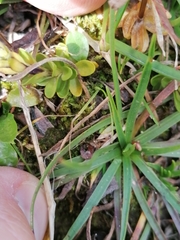 Gentiana