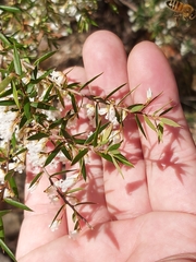 Styphelia setigera