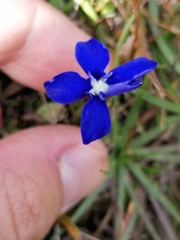 Gentiana