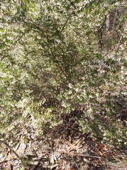 Styphelia setigera
