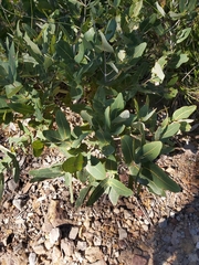 Angophora hispida