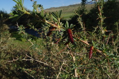 Caragana spinosa