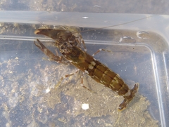 Alpheus novaezealandiae
