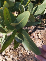 Angophora hispida