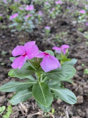 Catharanthus roseus