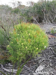 Isopogon