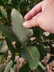 Angophora hispida