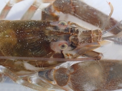 Alpheus novaezealandiae