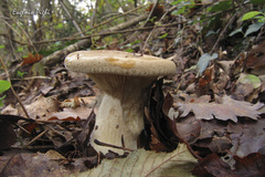 Clitopaxillus alexandri