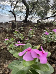 Catharanthus roseus