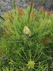 Isopogon