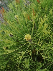 Isopogon