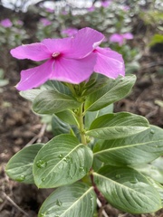 Catharanthus roseus
