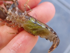 Alpheus novaezealandiae
