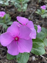 Catharanthus roseus