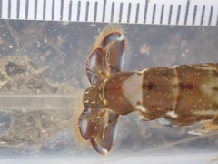 Alpheus novaezealandiae