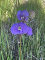 Swainsona procumbens
