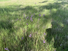 Swainsona procumbens
