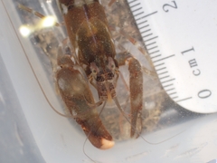 Alpheus novaezealandiae