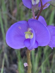 Swainsona procumbens