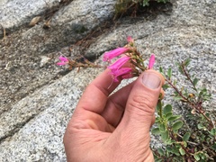 Penstemon newberryi