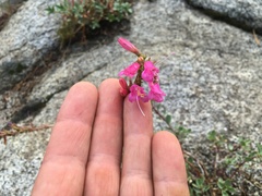 Penstemon newberryi