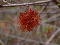 Asphondylia ceanothi