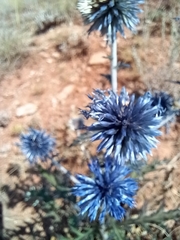 Echinops tataricus