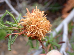 Asphondylia ceanothi